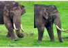 Padayappa elephant