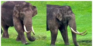 Padayappa elephant